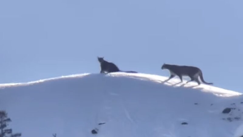 Wild Cougars Create ‘Special Moment in Yellowstone’