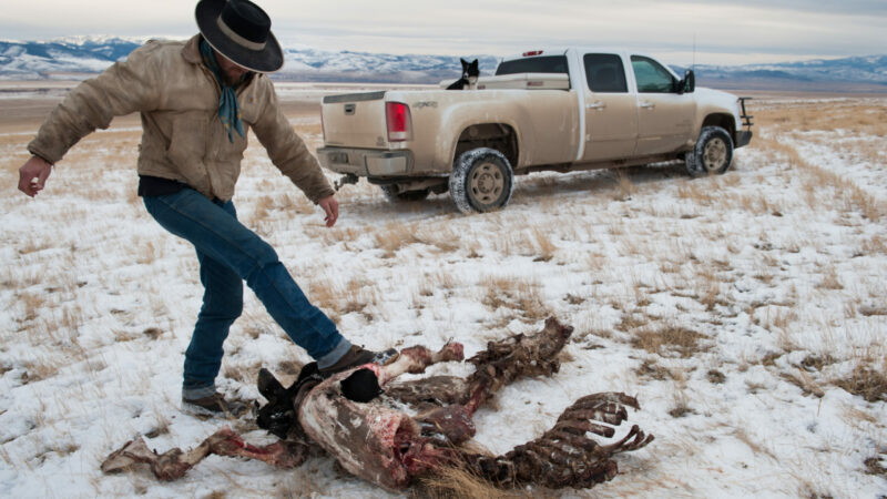 Wisconsin, Colorado Lawmakers Move to Delist Gray Wolves Across the Lower 48