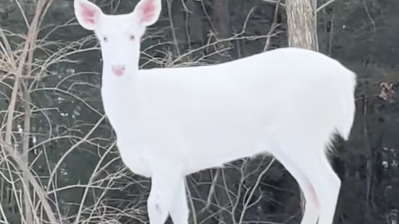 Woman’s ‘Magical Moment’ With Rare Albino Deer Goes Viral