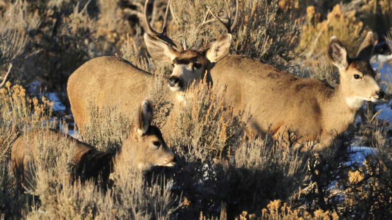 Wyoming Lawmakers Tried to Declare Open Season on Mountain Lions. Local Houndsmen Shut It Down