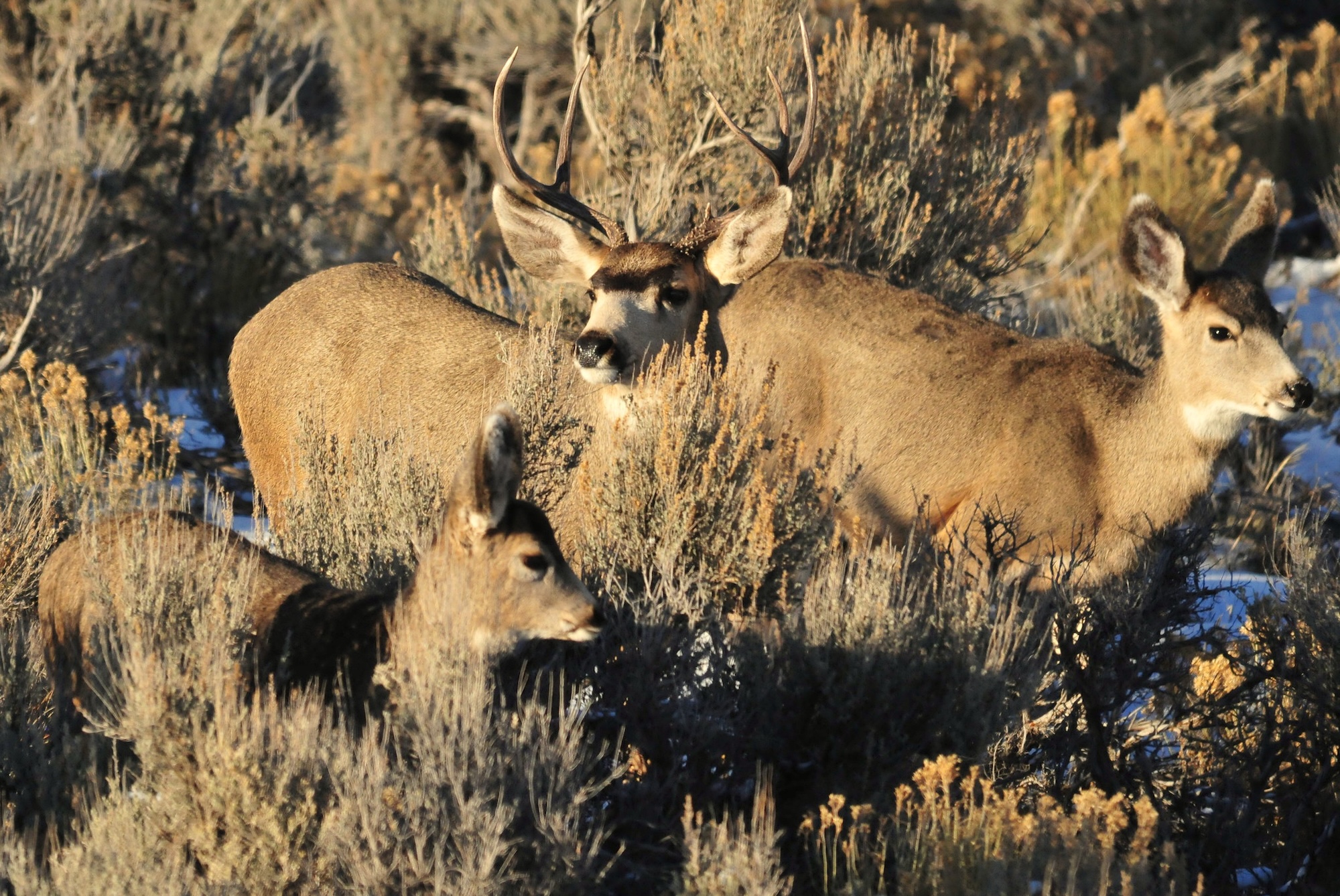 A couple Wyoming mule deer.