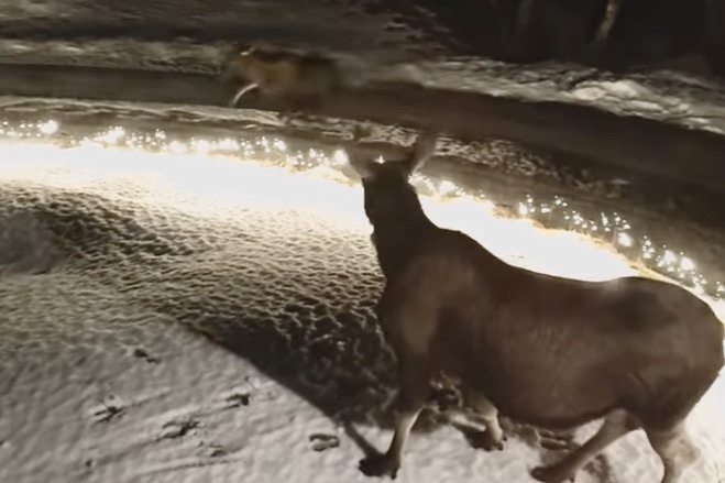 Young Moose Slips Down Icy Hill in Norway as Mom Looks on