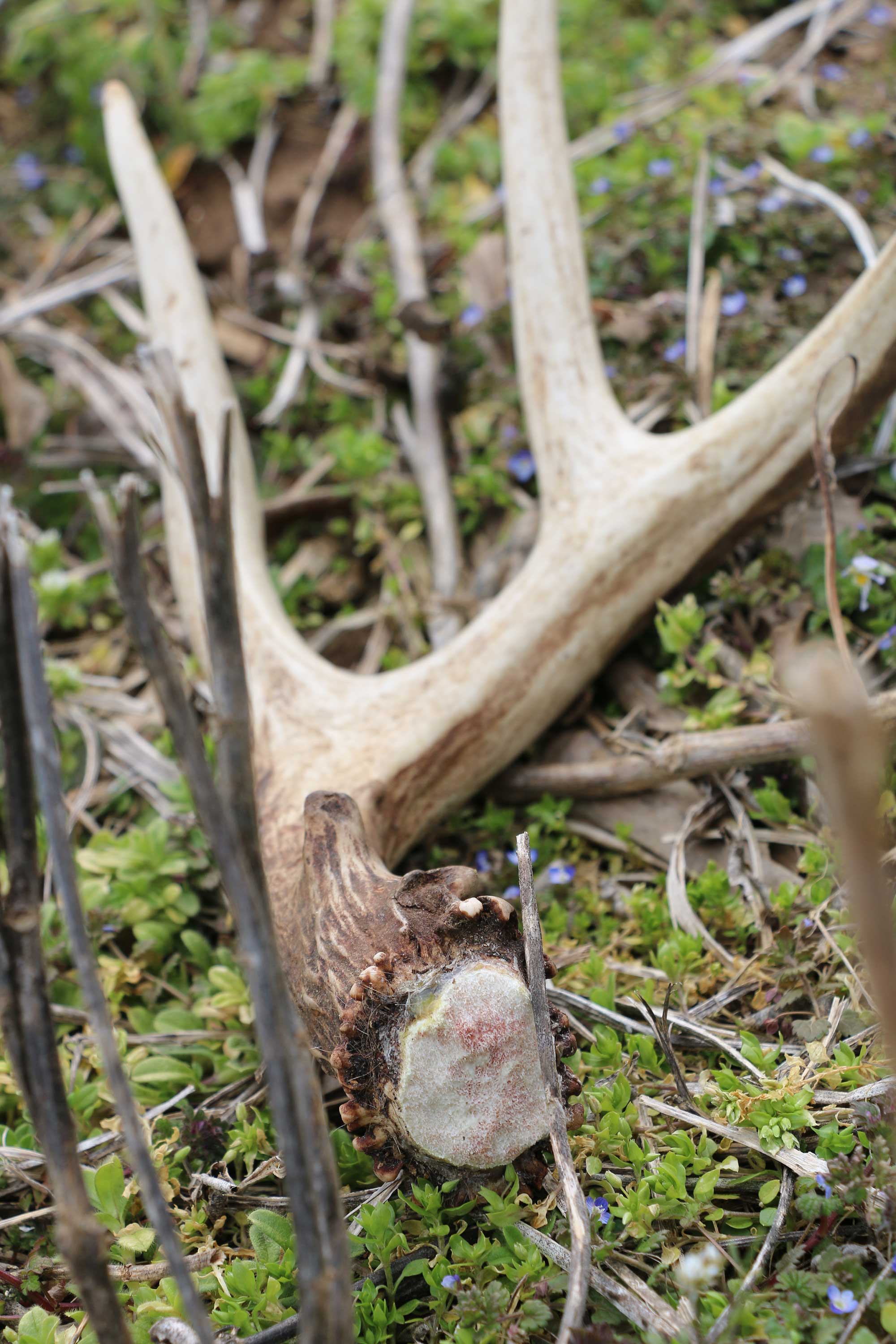 shed hunting