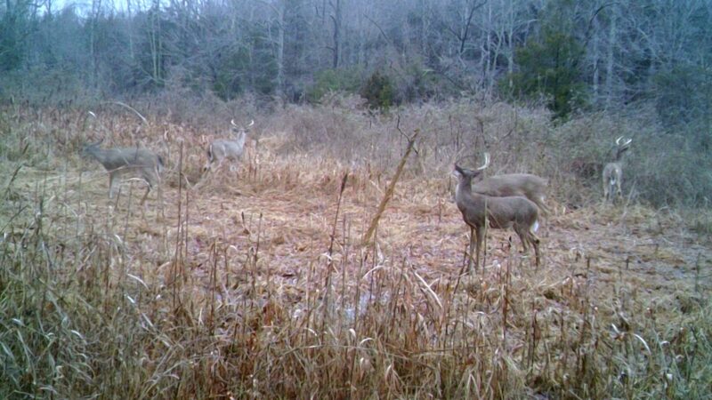 10 Underrated Spots to Find Shed Antlers