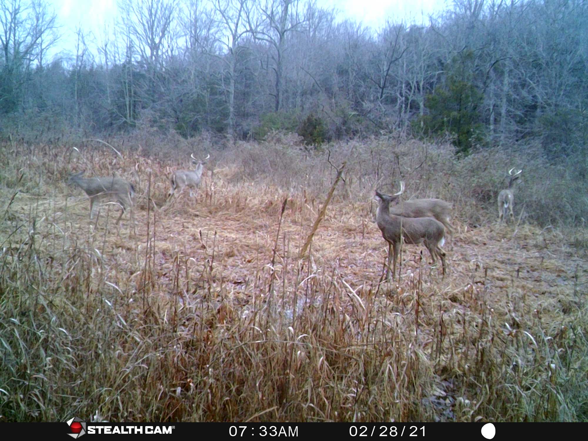 shed hunting