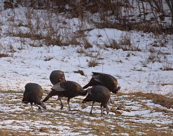 A little pre-season scouting can go a long way toward a filled turkey tag – Outdoor News