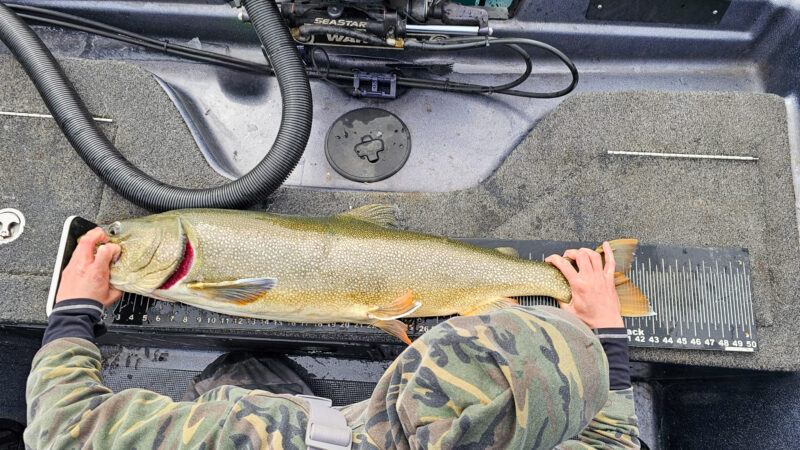 ‘All I Do Is Fish Jigs for Lakers.’ Minnesota Man Catches the Pending State Record Lake Trout