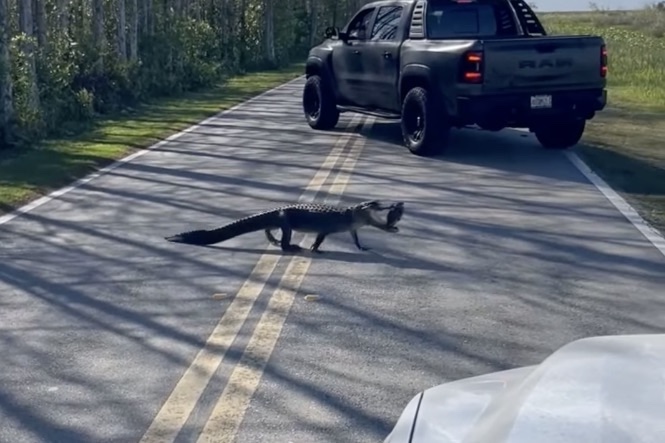 Alligator Crosses the Road With ‘Nature’s Hard Candy’ in Its Mouth