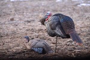 Are premium turkey decoys worth the big bucks you pay for them? – Outdoor News