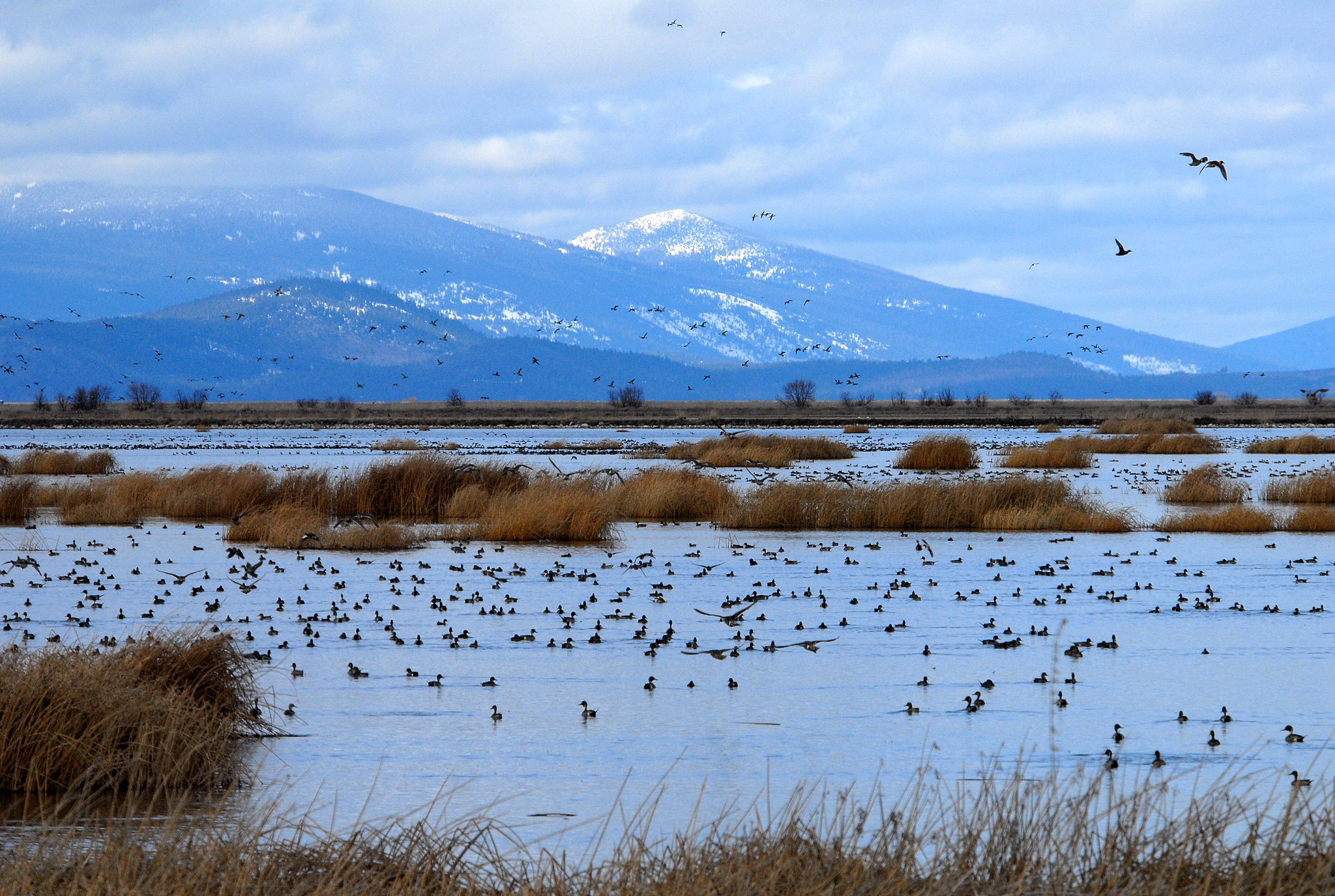 ducks on klamath wildlife refuge