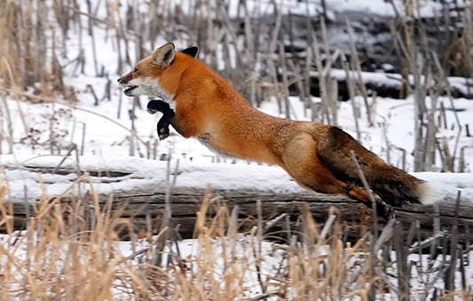 Backyard and Beyond: Fox makes a winter dash – Outdoor News