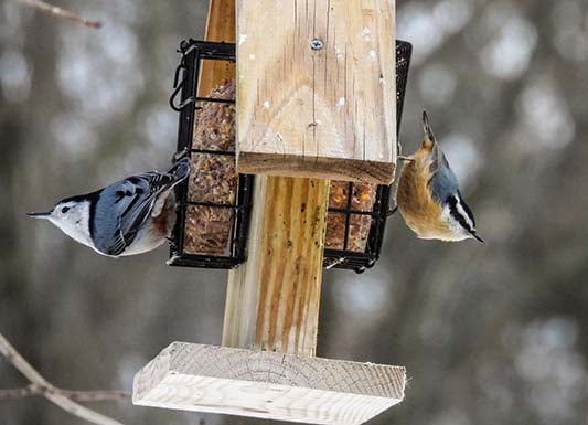 Backyard and Beyond: Winter winds down – Outdoor News