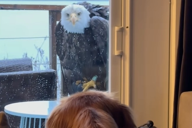 Bald Eagle Faces off With Family Dog on Washington Porch