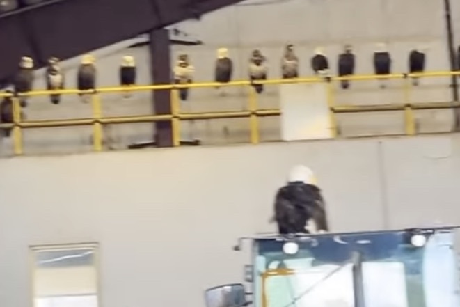 Bald Eagles Swarm Dump Site in Alaska (Video)