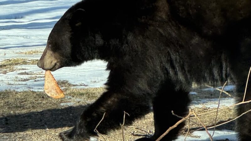 Bear Wakes From Hibernation, Immediately Grabs a Slice of Pizza