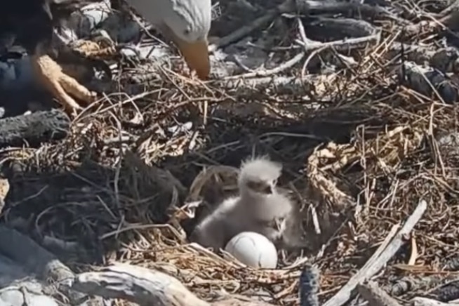 Beloved Eagles Are Now Parents, See Eaglets Live on Nest Cam