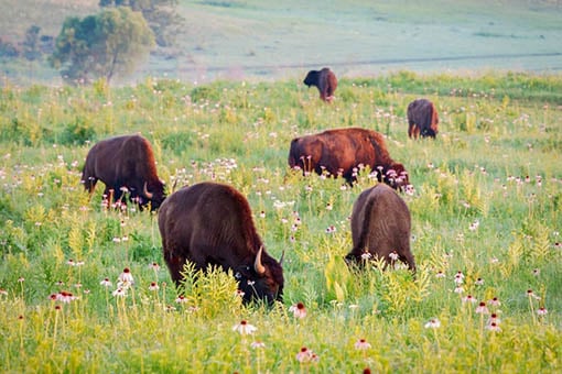 Bison have positive effect on birds at Nachusa Grasslands in Illinois – Outdoor News