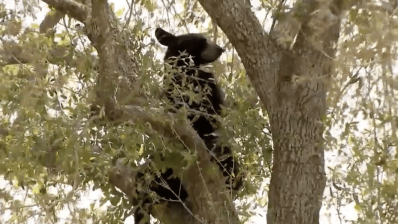 Black Bear Naps in a Tree Near Florida School for 10 Hours