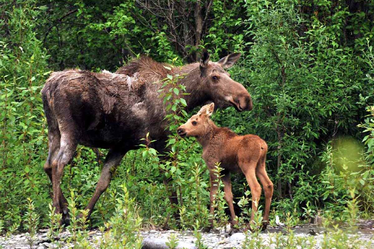 A moose calf with parent.