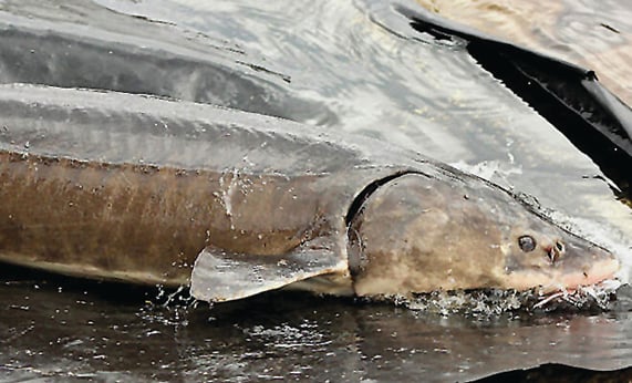 Buy a beer, help conserve Michigan’s lake sturgeon population – Outdoor News