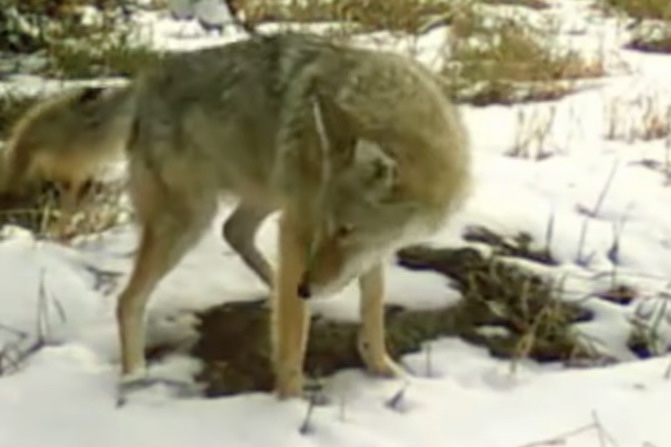 Caught on Trail Cam: Coyotes All Do the Same Thing in This Spot