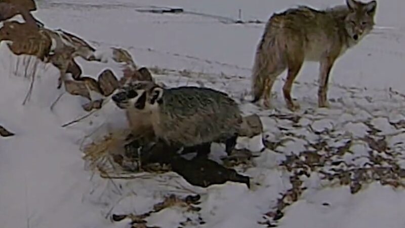 Caught on Trail Cam: Coyotes and Badgers Work Together to Hunt