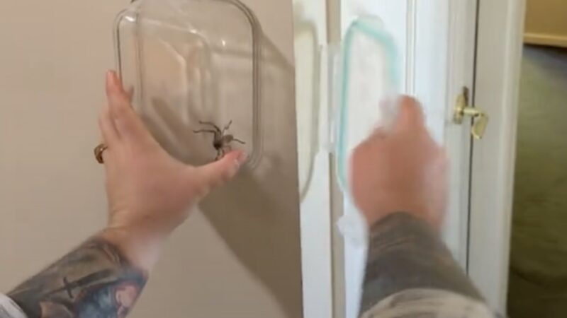 Chaotic Attempt to Catch a Spider Makes for a Hilarious Viral Video