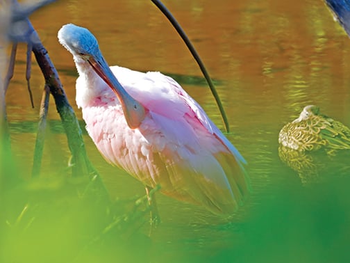 Christine Thomas: Plenty to see, and photograph, at Ding Darling National Wildlife Refuge – Outdoor News