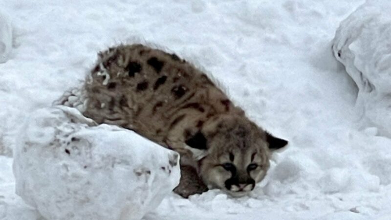 Confirmation of cougar kittens in Michigan creates quite a stir as the DNR seeks more answers – Outdoor News