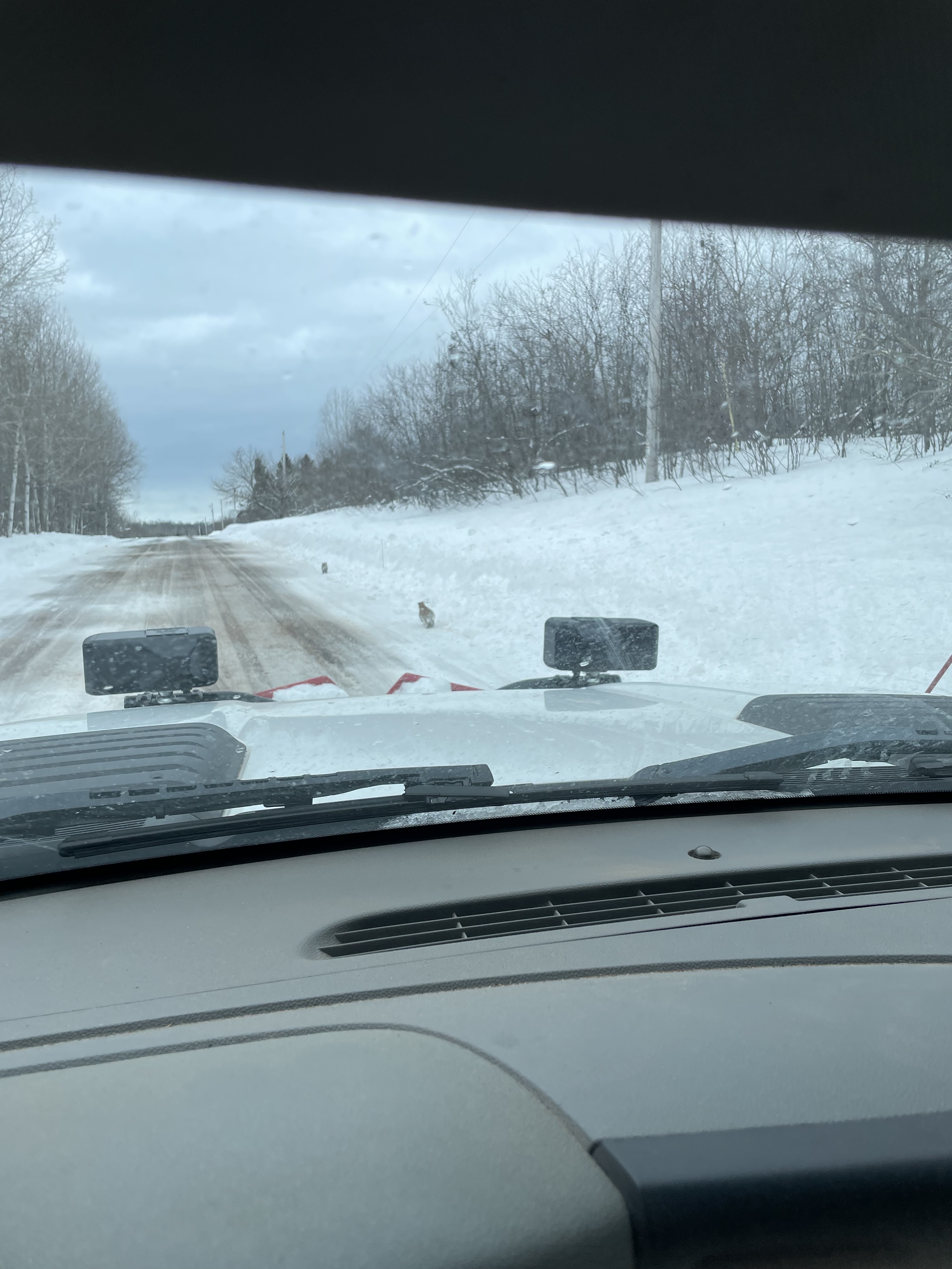 A photo of two cougar cubs on the side of the road taken out the windshield of a vehicle.