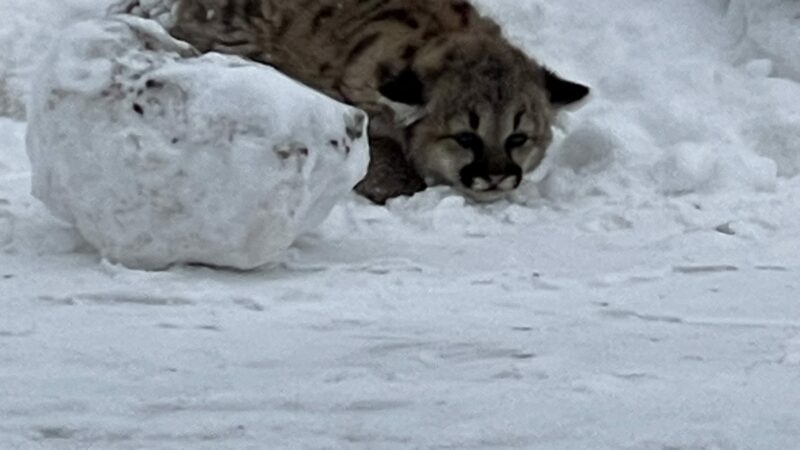 Cougar Kittens Confirmed in Michigan for the First Time in a Century