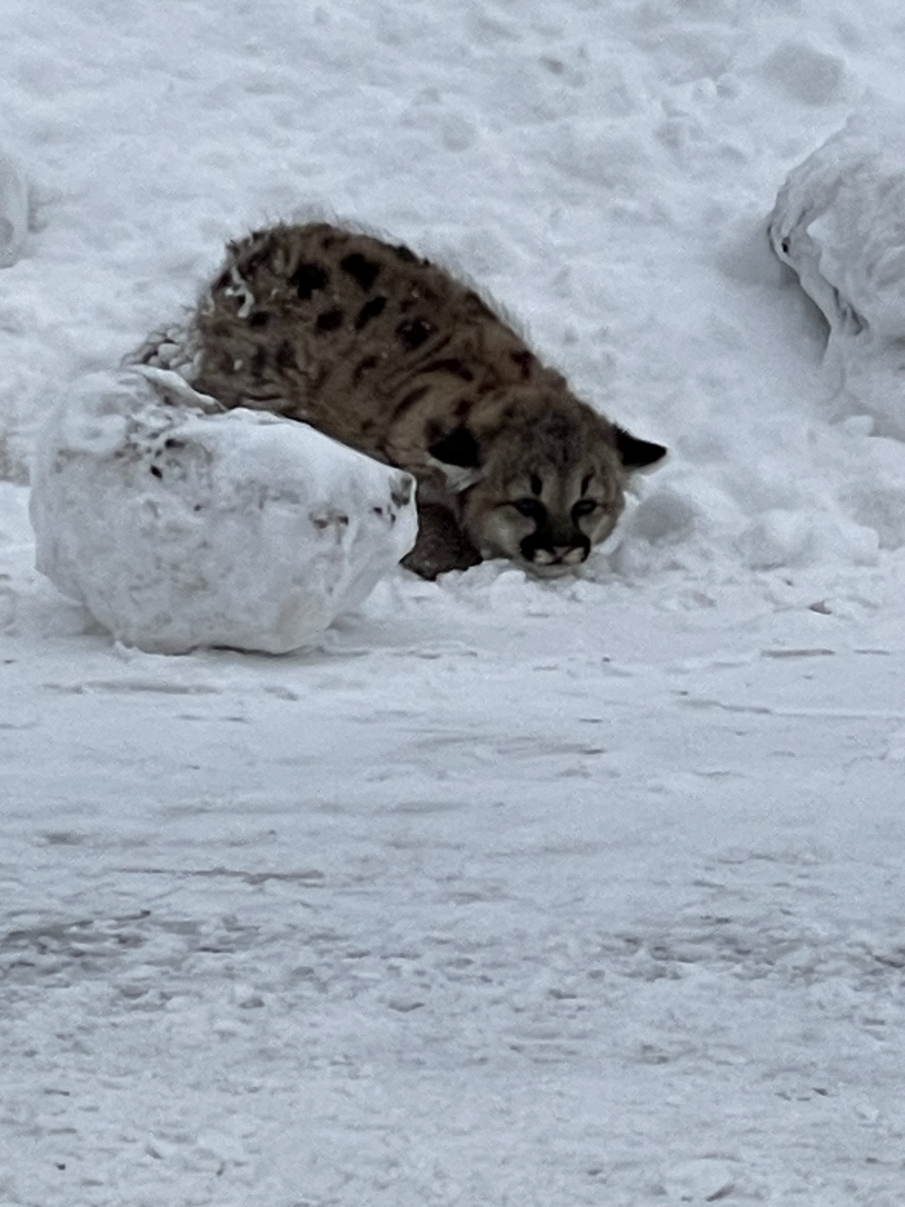 A young cougar kitten huddled near a snow bank.