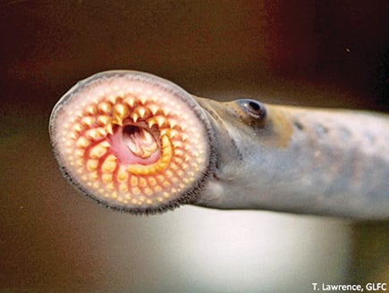 COVID-19 work stoppage gave rise to invasive sea lampreys in Great Lakes – Outdoor News