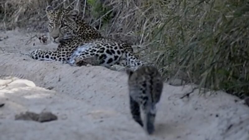 ‘Cuteness Overload’: This Baby Leopard Will Melt Your Heart