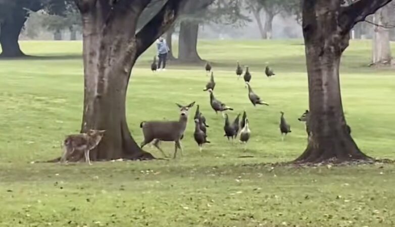 Deer and Turkeys Gang up on Coyote on Golf Course (Video)