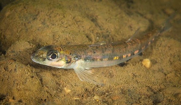 Diamond darter restoration a focused priority for Ohio DNR – Outdoor News