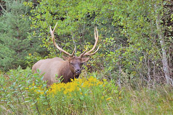 DNR postpones elk research project in northwest Minnesota – Outdoor News