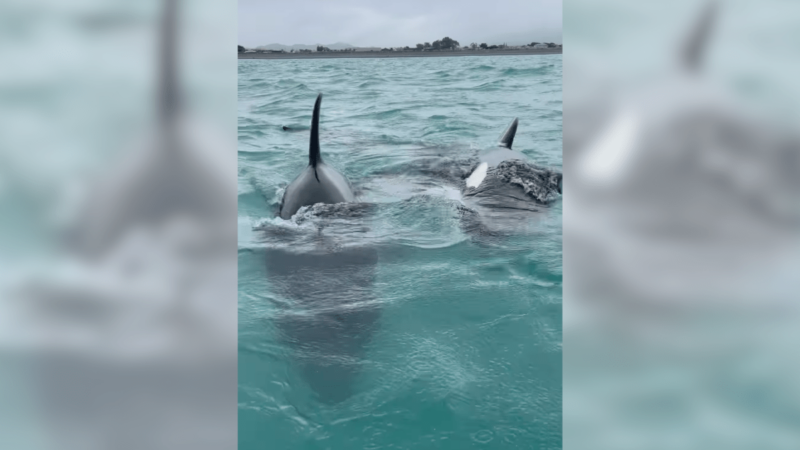 ‘Epic Encounter’: Orcas Surprise Kayakers in New Zealand