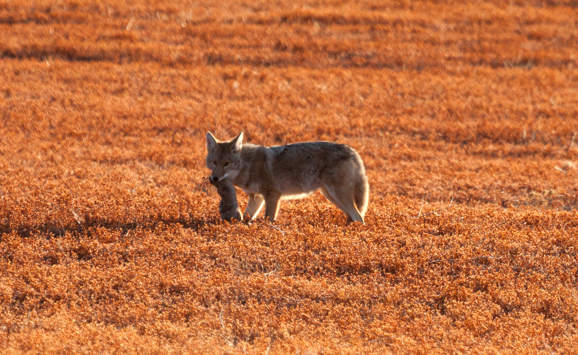 coyote with prairie dog meal