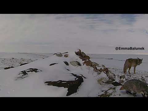 Fascinating Trail Cam Videos Show Coyotes and Badgers Hunting Prairie Dogs Together