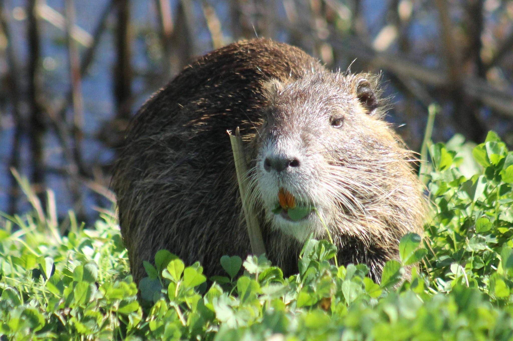 A beaver-like nutria with long orange teeth grasses on marsh grasses.