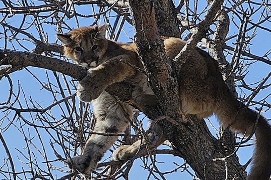 Firefighters Called to Get a (Big) Kitty out of a Tree in South Dakota