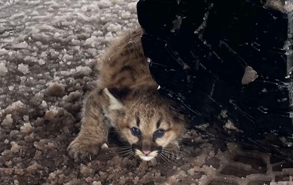 First Cougar Cubs Discovered in Michigan in Over a Century