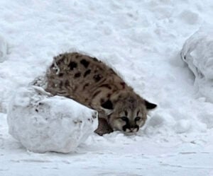 First cougar cubs verified in Michigan in more than a century – Outdoor News