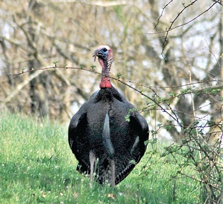 Good poult production in recent years expected to set up a good turkey season in Ohio – Outdoor News