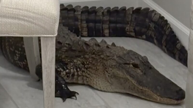 Guess Who Came for Tea? Alligator Smashes Into Florida Home