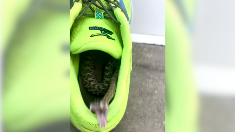 Guy Finds the Worst Surprise in His Running Shoe (And It’s Mad)