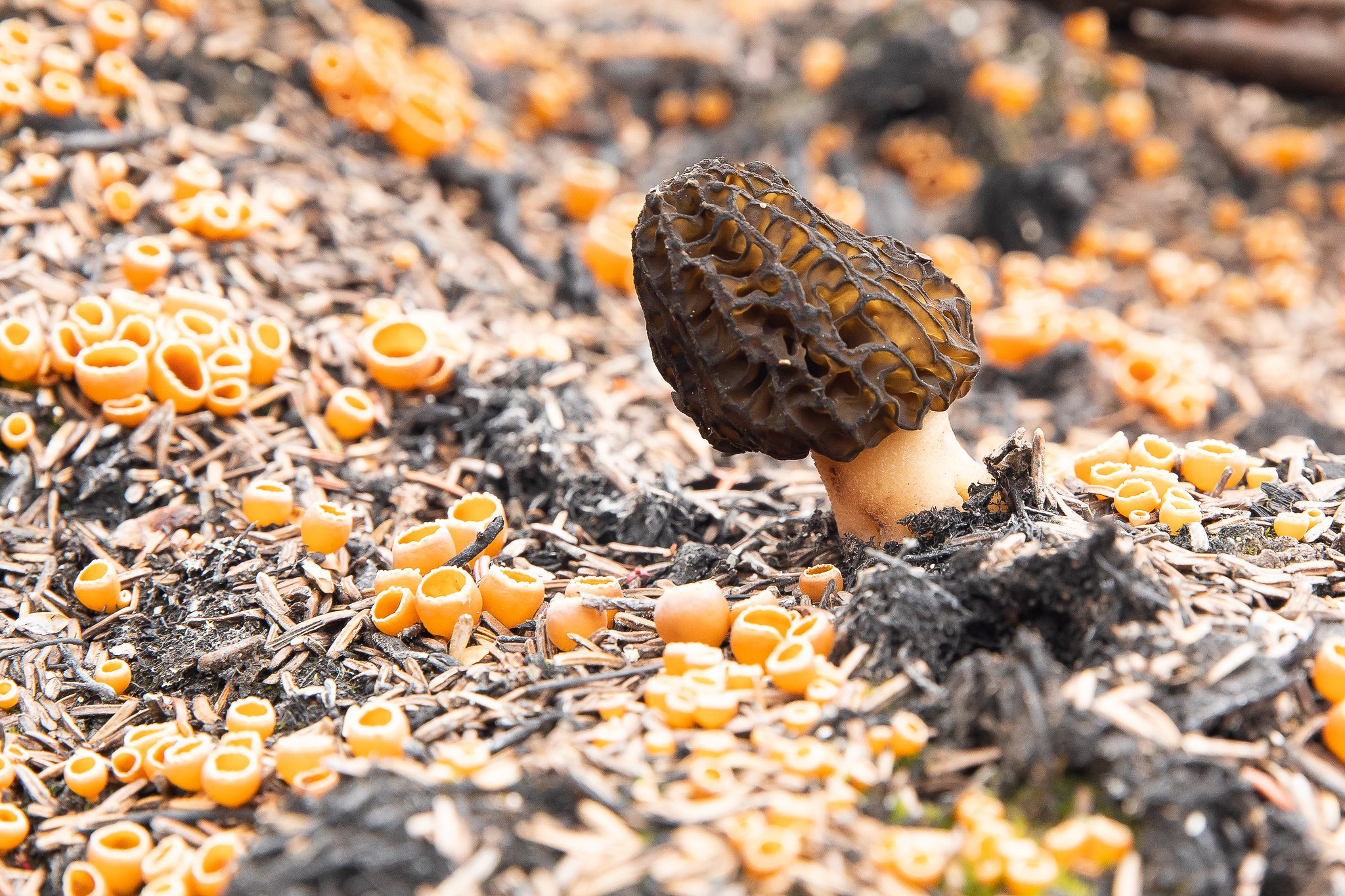 A morel near yellow orange fungi