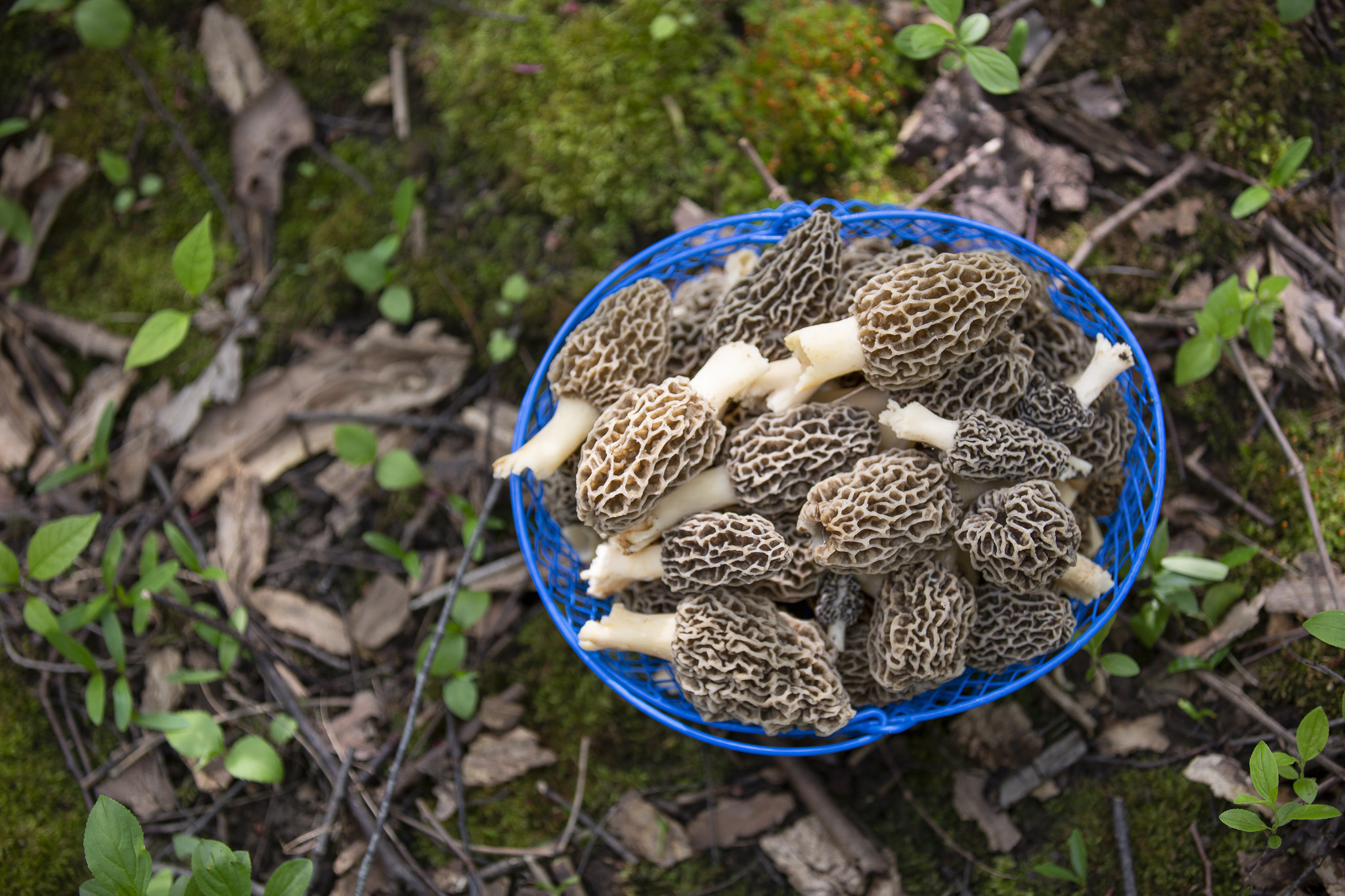 A basket of morels