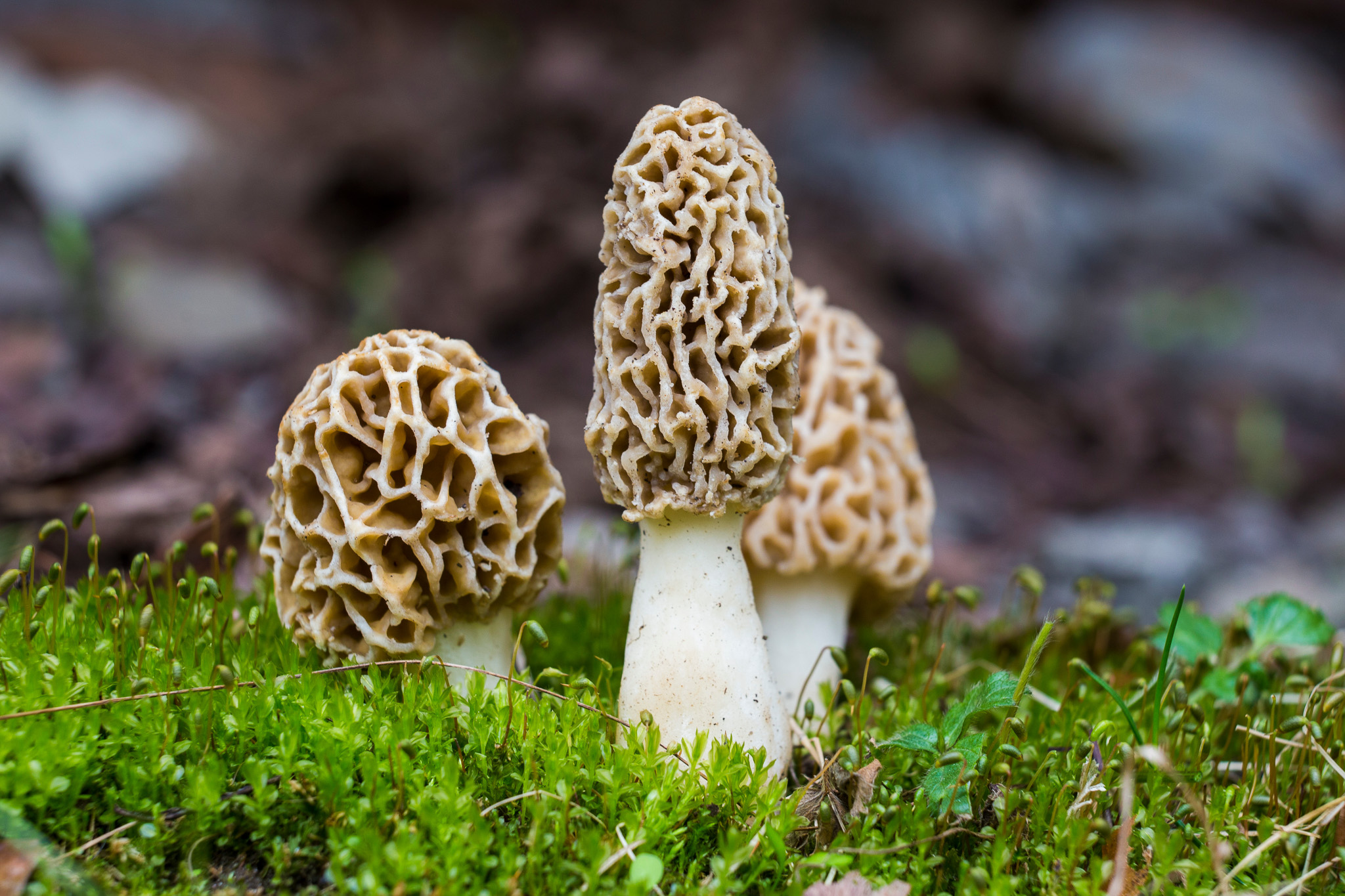 Different sized morels